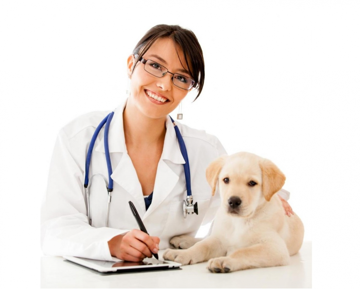 Диплом ветеринара Диплом ветеринара